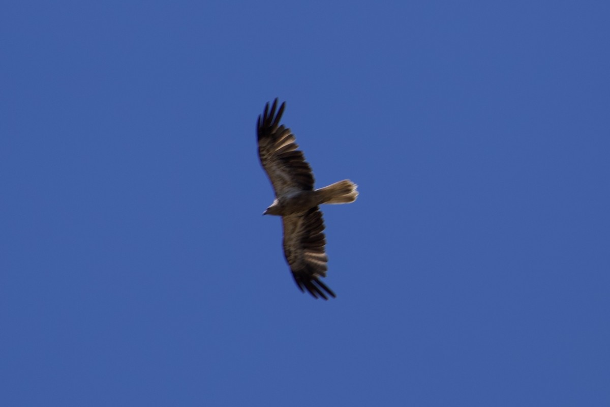 Whistling Kite - ML646687799