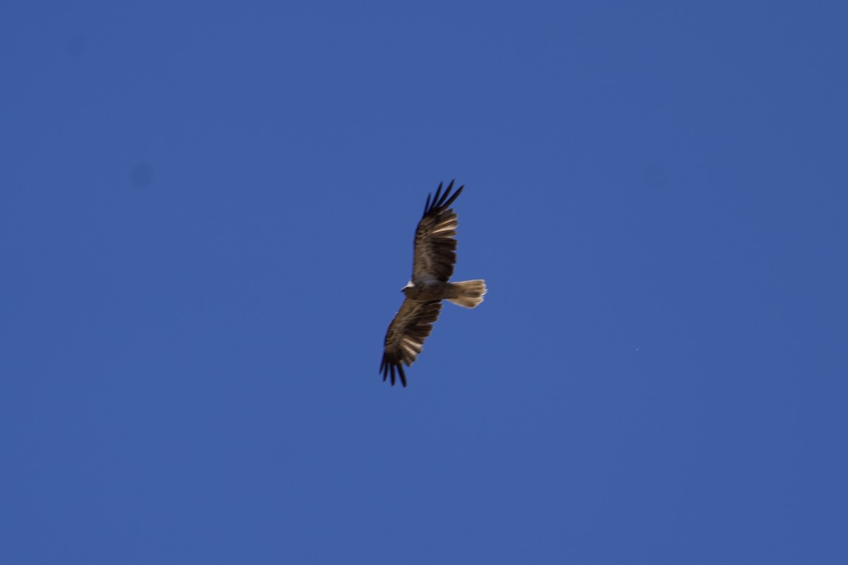 Whistling Kite - ML646687800