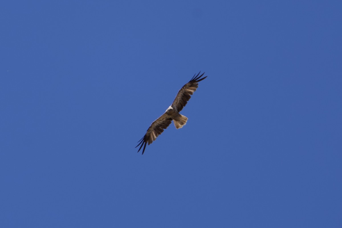 Whistling Kite - ML646687801