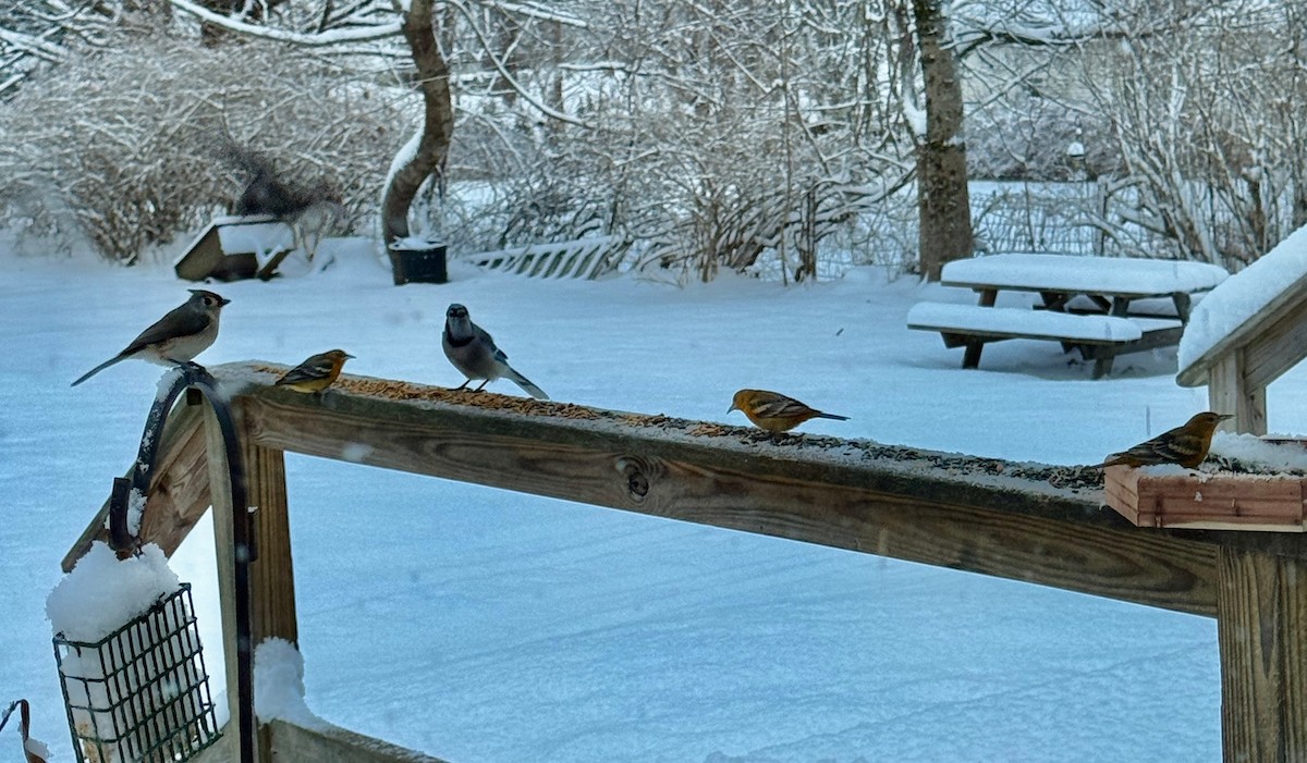 Baltimore Oriole - ML646687803