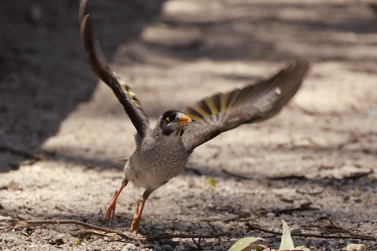 Noisy Miner - ML646687804