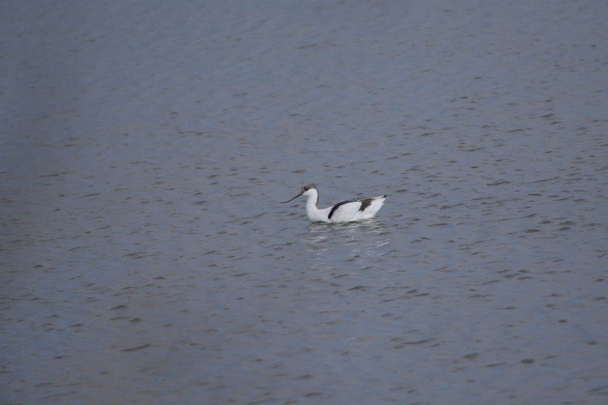 ソリハシセイタカシギ - ML646687805