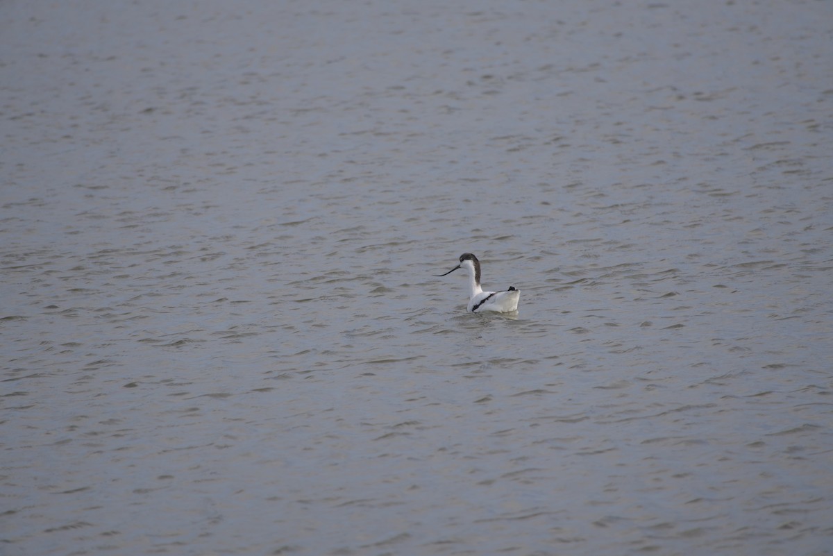 ソリハシセイタカシギ - ML646687806