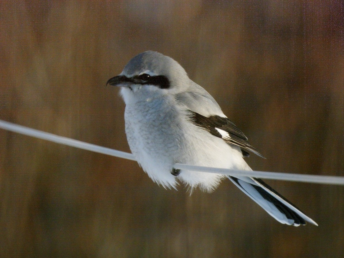 Северный сорокопут - ML646687807
