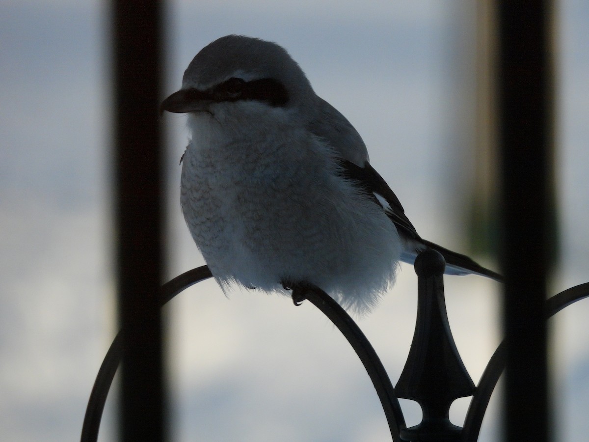 Северный сорокопут - ML646687808