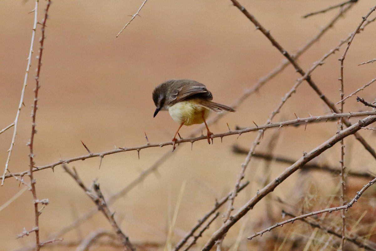 svartbrystprinia - ML646687810