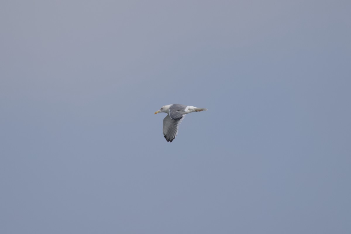 ニシセグロカモメ - ML646687812