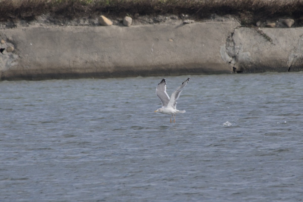 ニシセグロカモメ - ML646687814