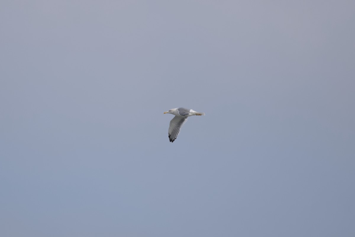 ニシセグロカモメ - ML646687815