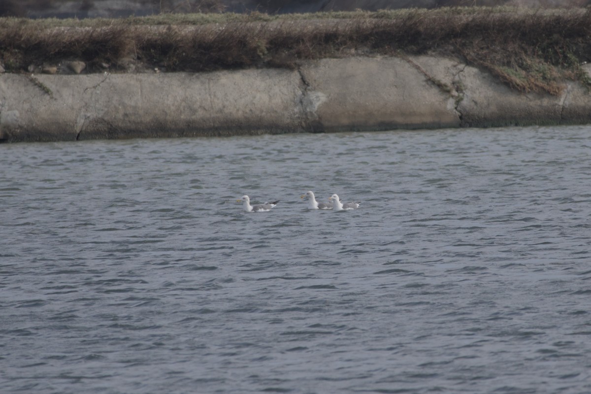 ニシセグロカモメ - ML646687816