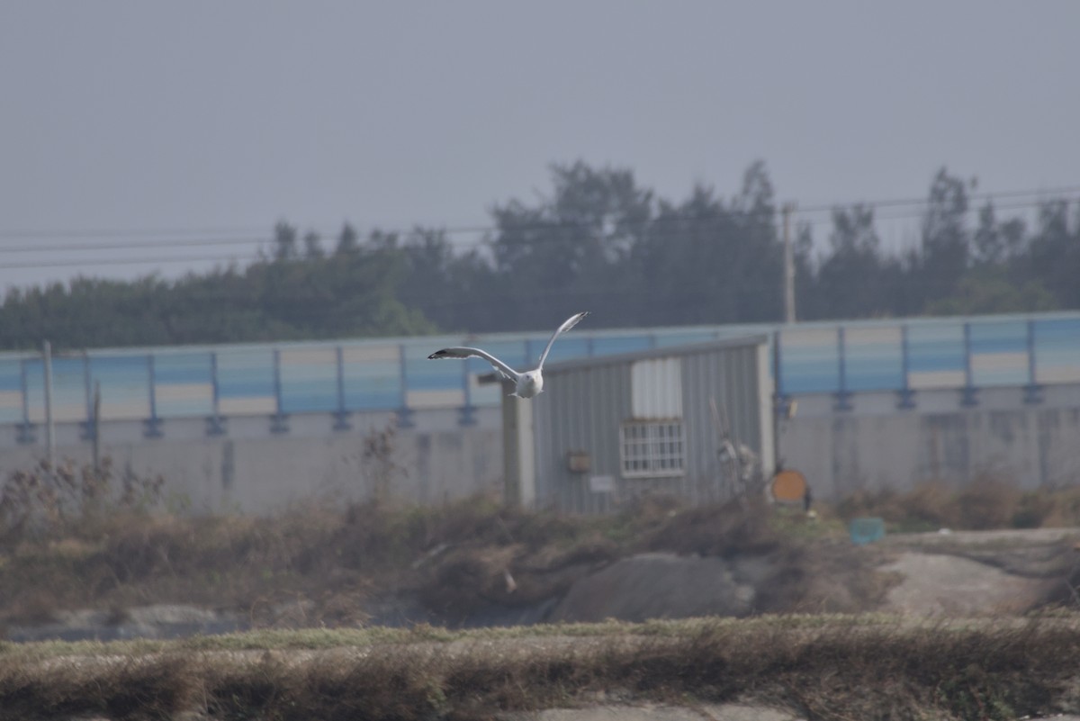 ニシセグロカモメ - ML646687817