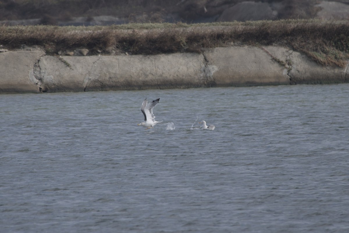 ニシセグロカモメ - ML646687818