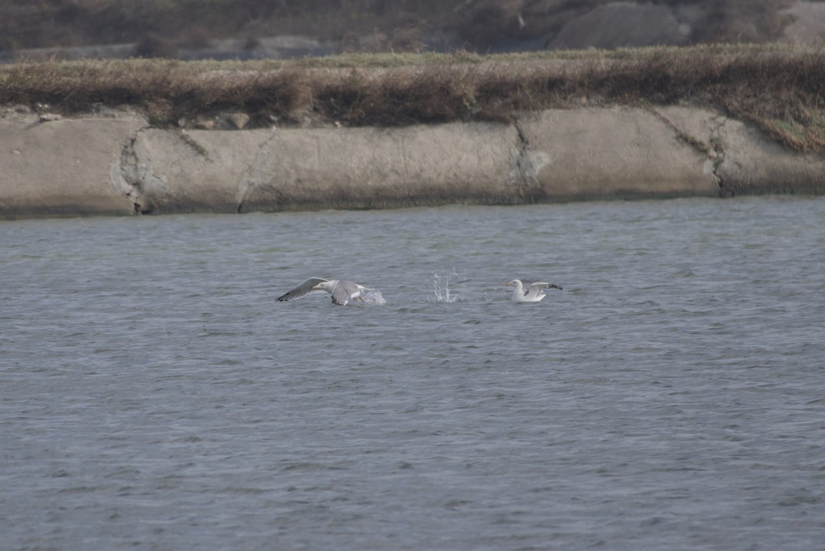 ニシセグロカモメ - ML646687819