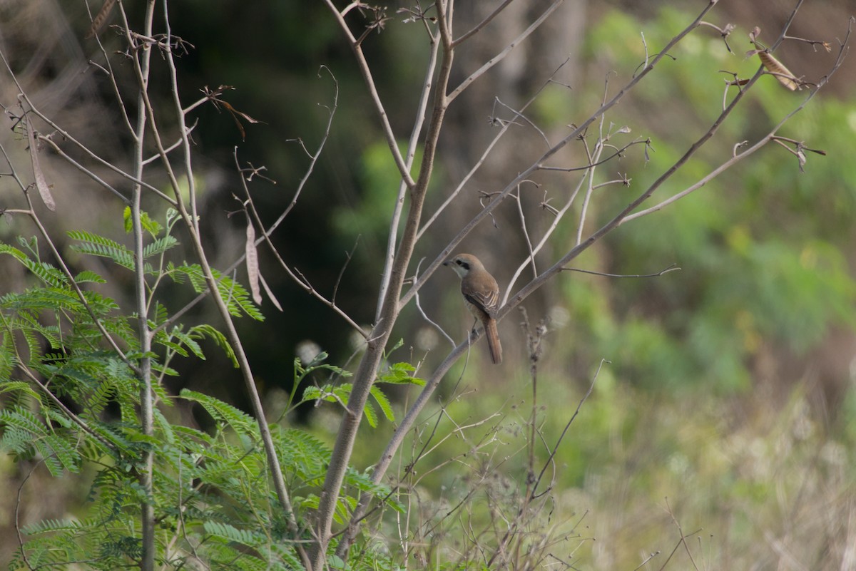 アカモズ - ML646687830