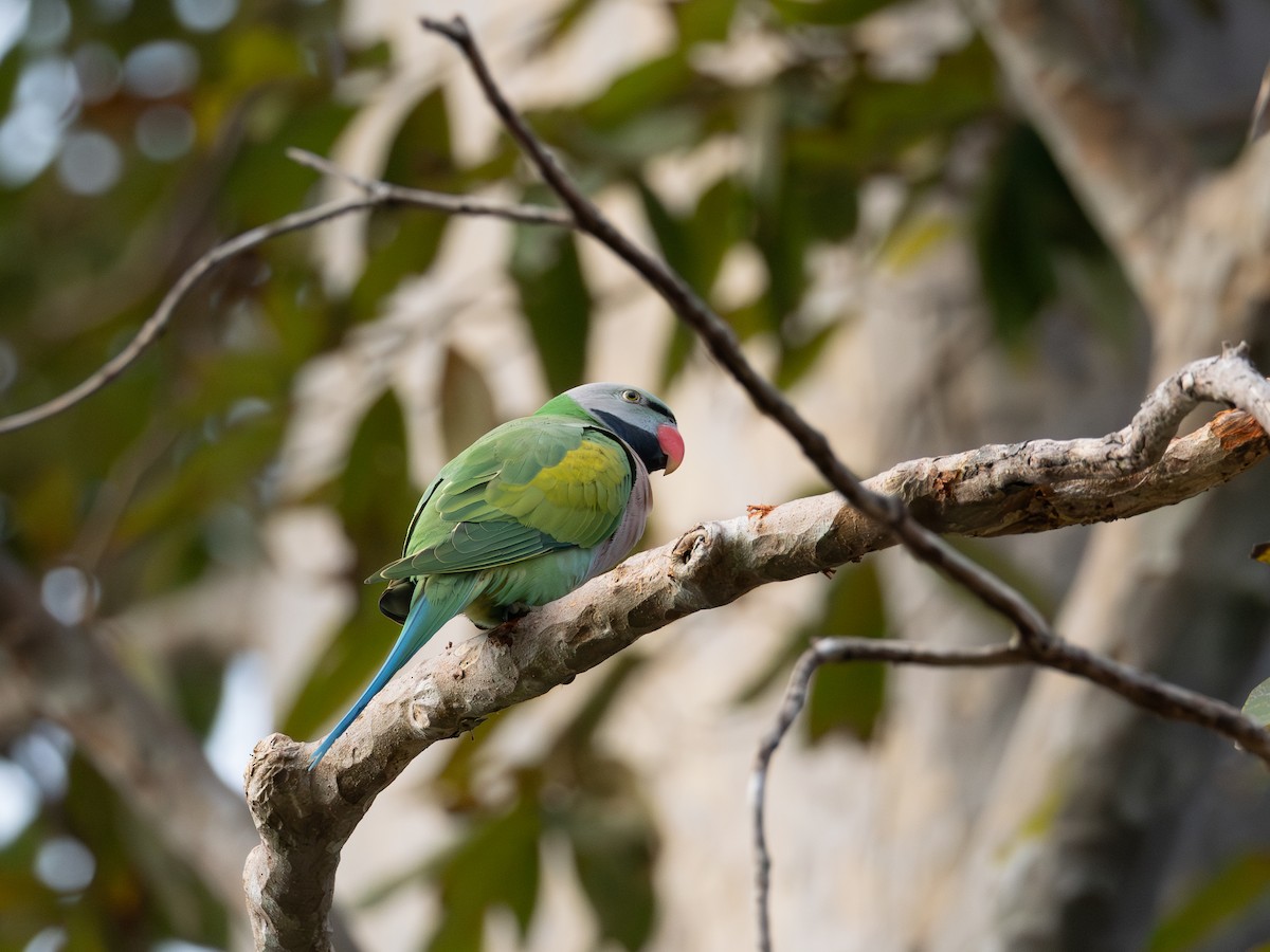 Папужець рожевоволий - ML646687831