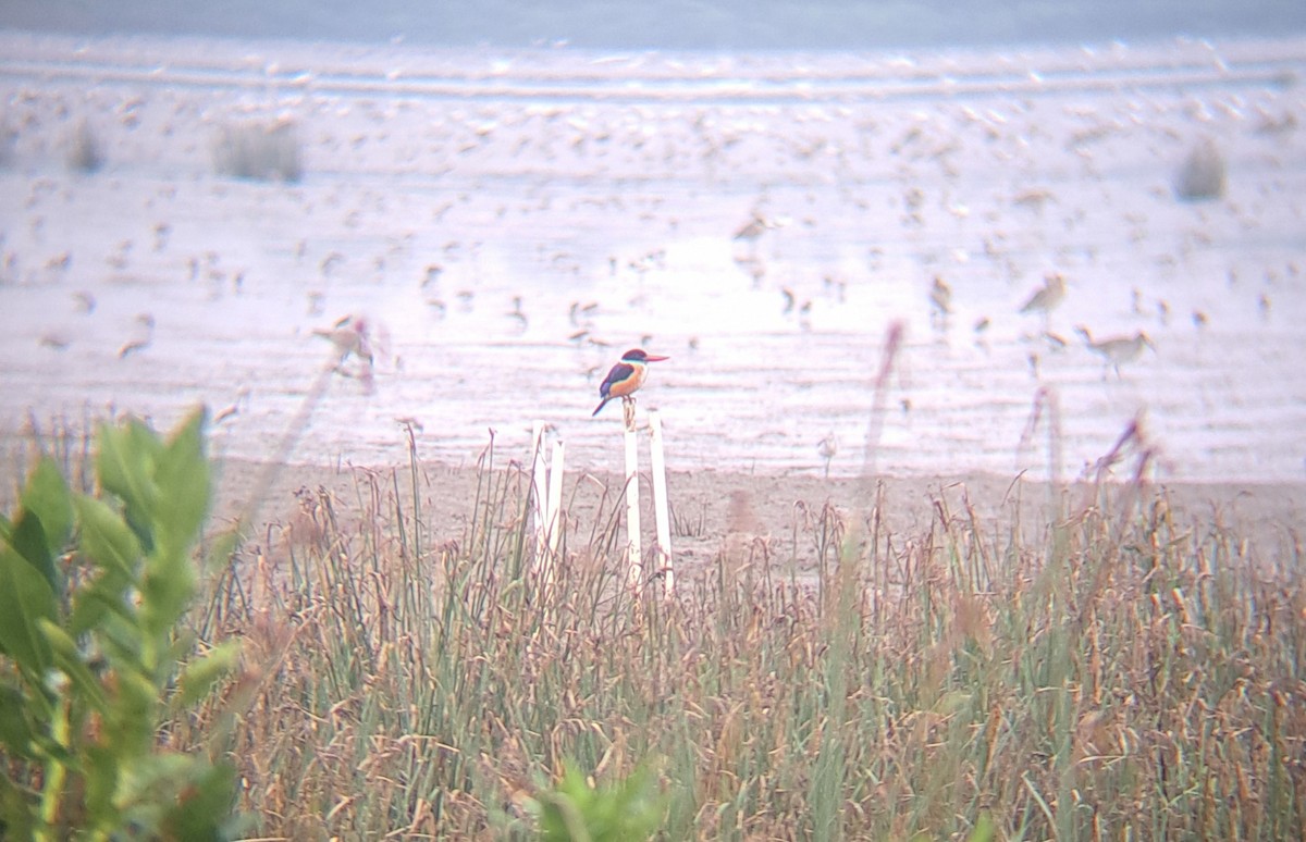 Black-capped Kingfisher - ML646687834