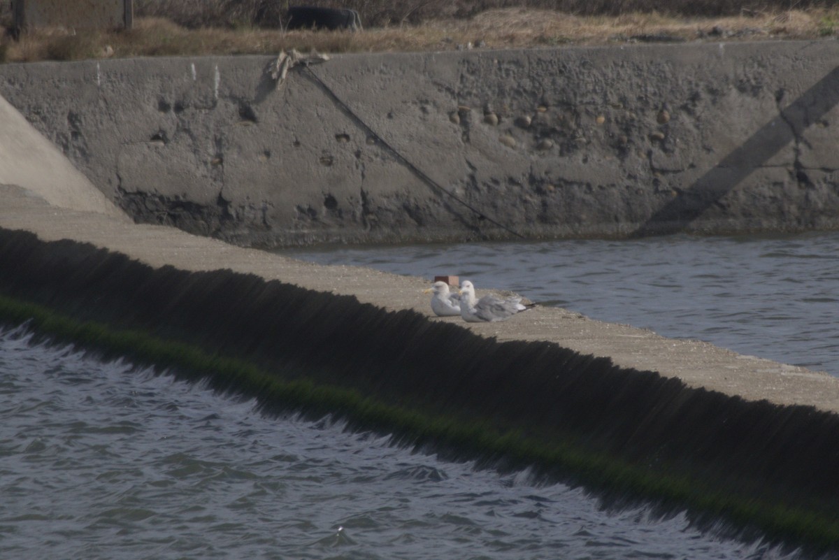 ニシセグロカモメ - ML646687835