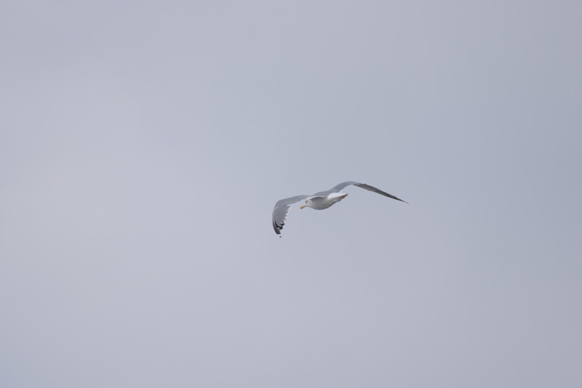 ニシセグロカモメ - ML646687836