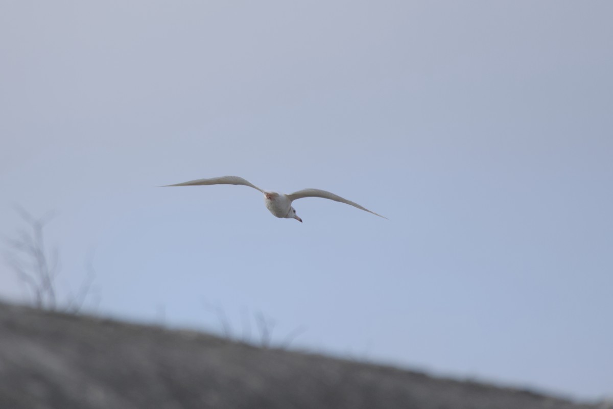 Мартин чорнокрилий - ML646687837