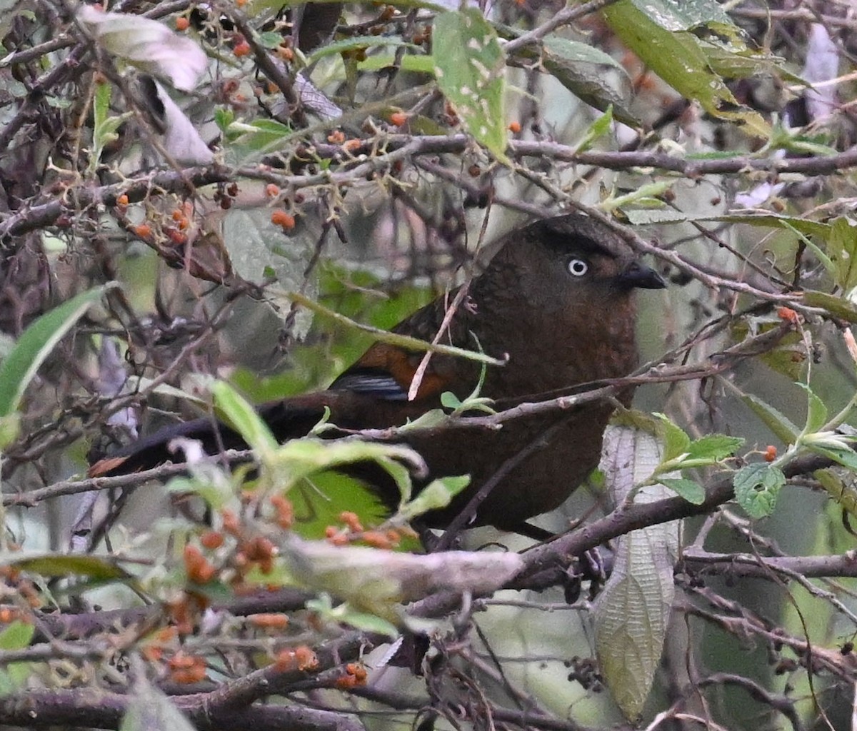 Blue-winged Laughingthrush - ML646687838
