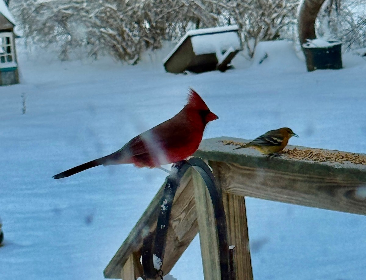 ショウジョウコウカンチョウ - ML646687839
