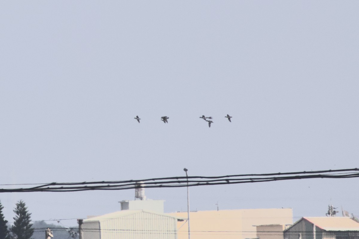 Качка sp. - ML646687841