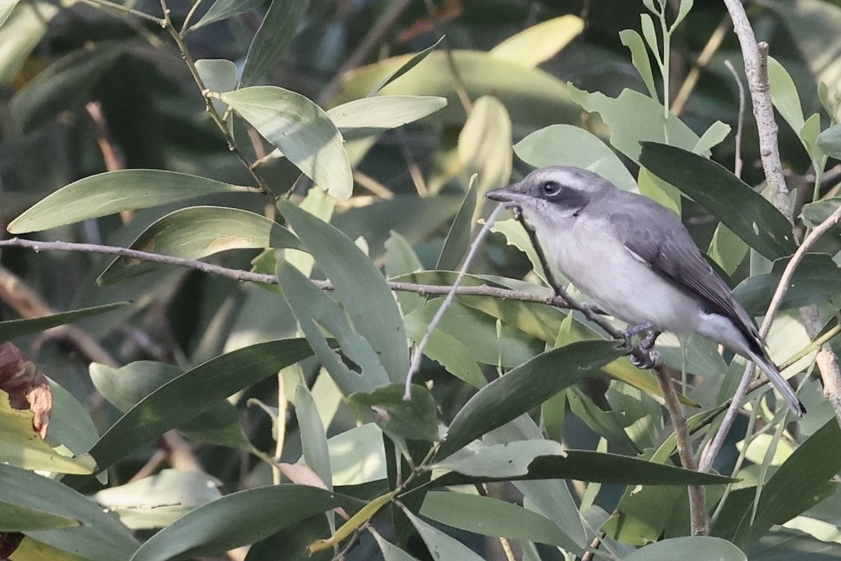 Ванговець малий - ML646687842