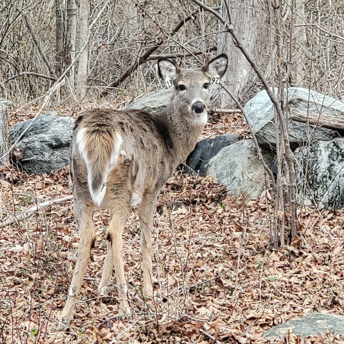 Animals - ML646687843