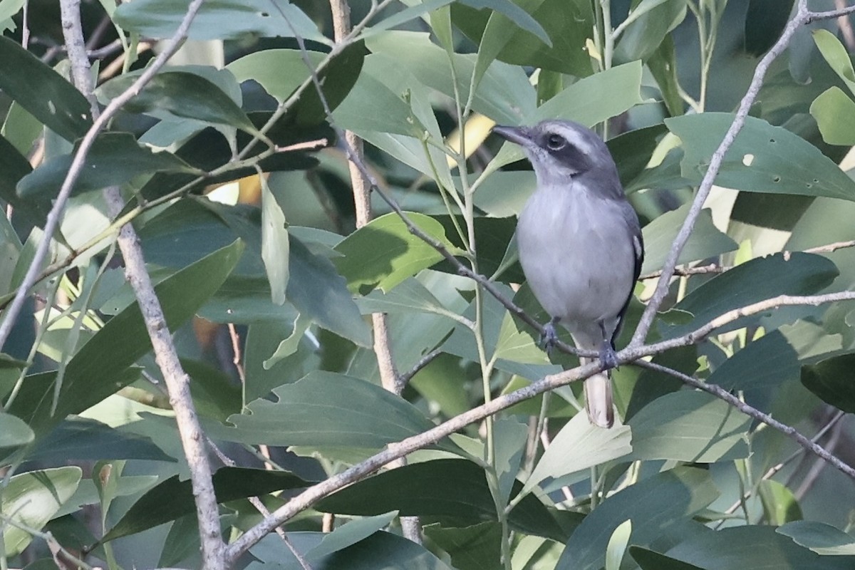 Ванговець малий - ML646687844