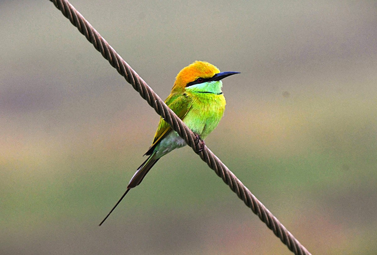 Бджолоїдка мала - ML646687846