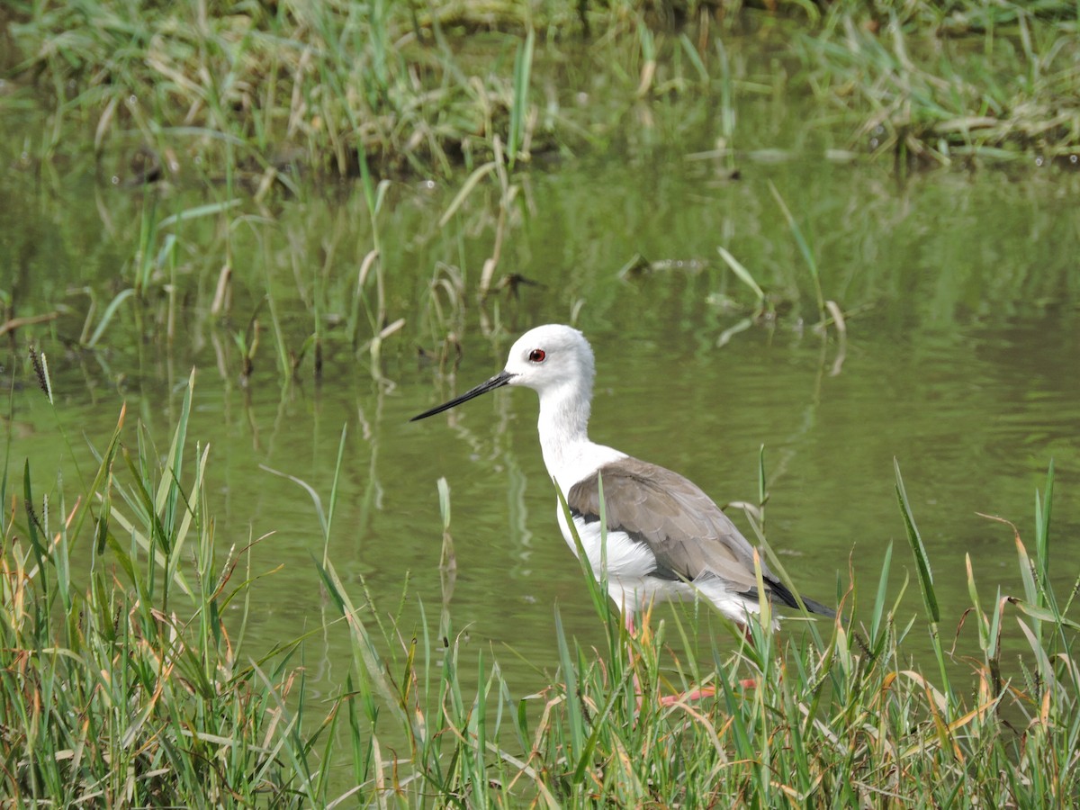 Кулик-довгоніг чорнокрилий - ML646687847