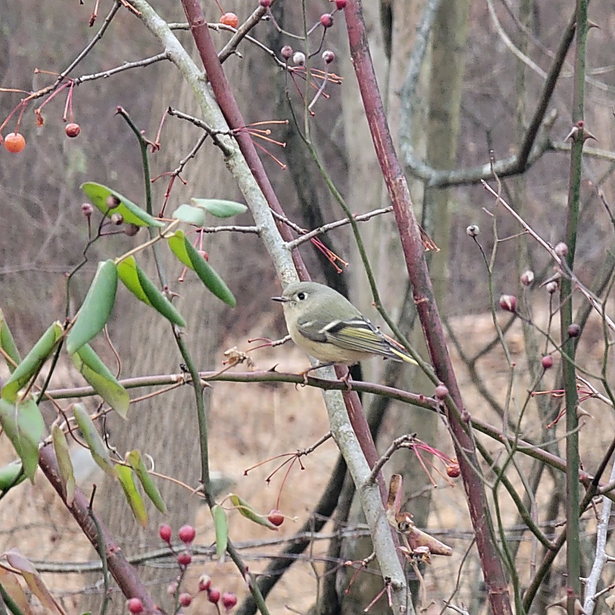 Золотомушка рубіновочуба - ML646687848