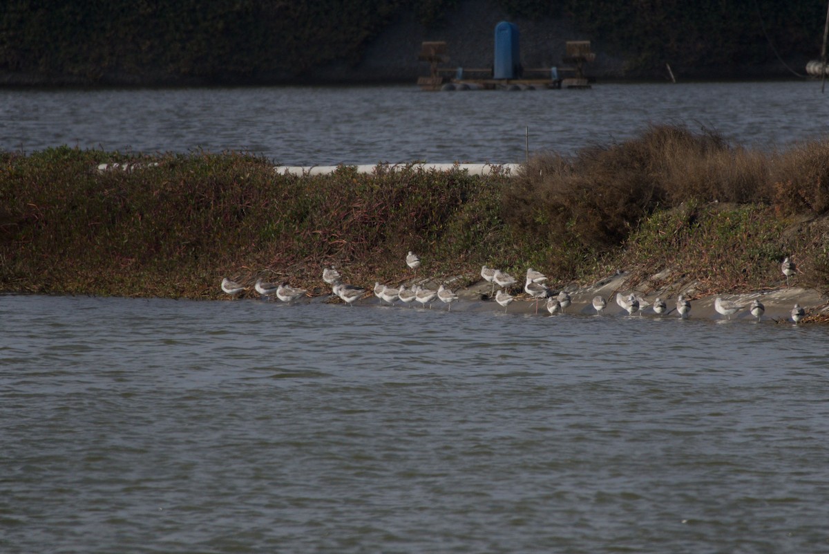 Коловодник великий - ML646687849