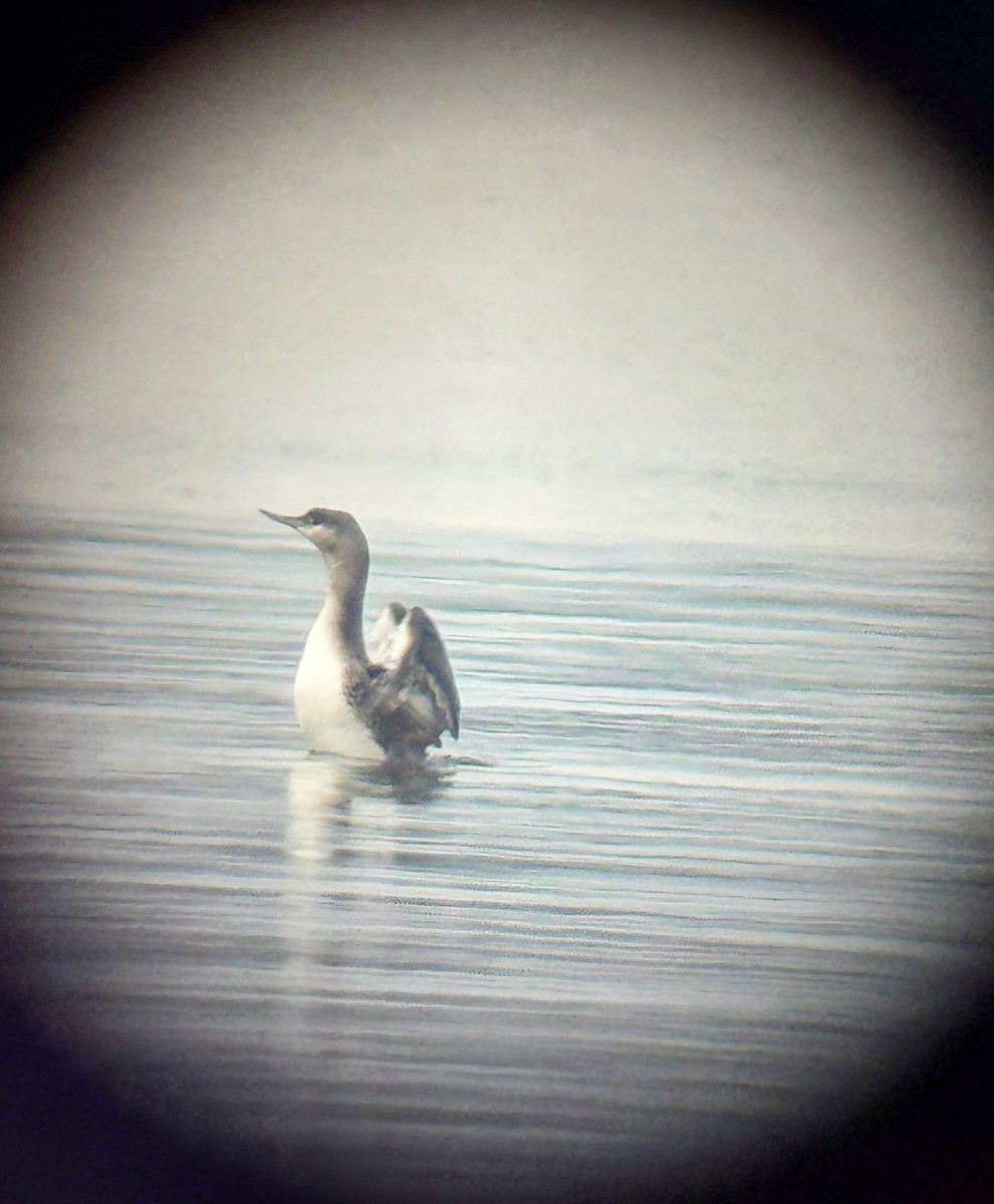 Гагара червоношия - ML646687850