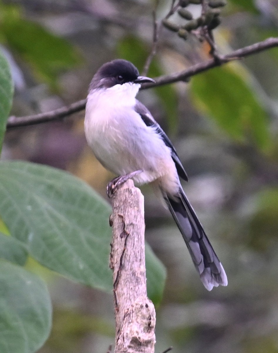 Джоя сіра - ML646687851