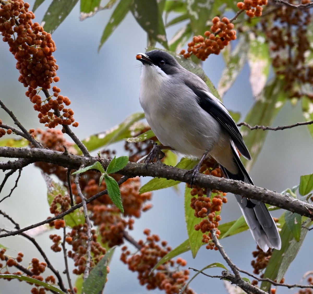 Джоя сіра - ML646687853