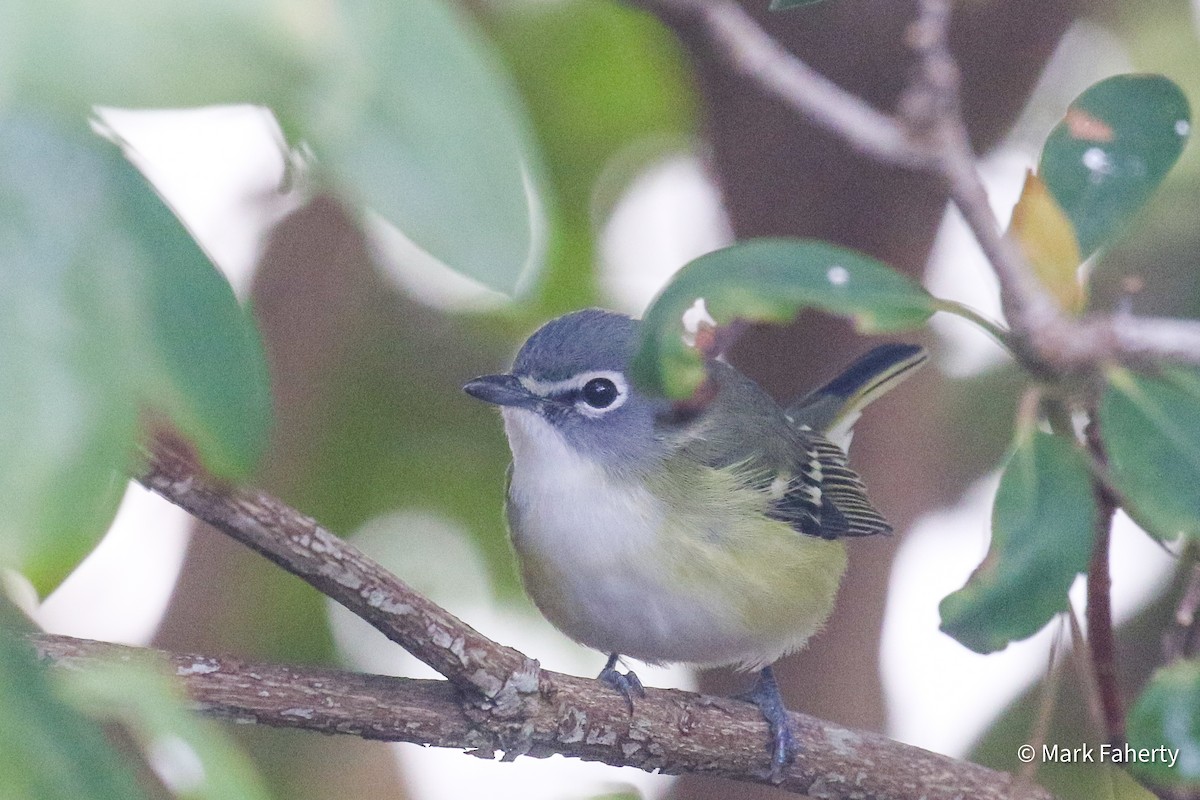 フタスジモズモドキ - ML646687854