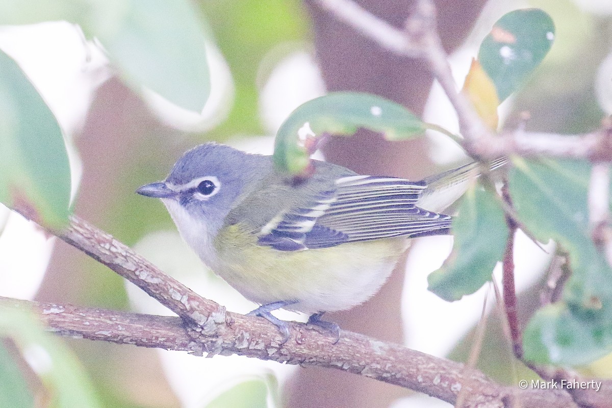 フタスジモズモドキ - ML646687855