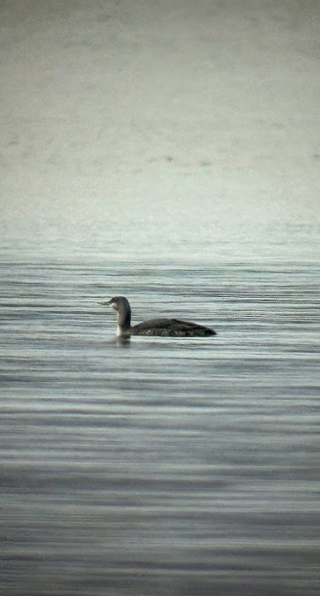 Гагара червоношия - ML646687856