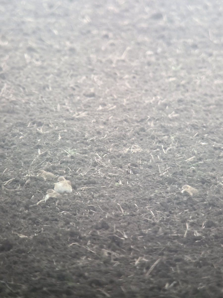 Пісочник гірський - ML646687857