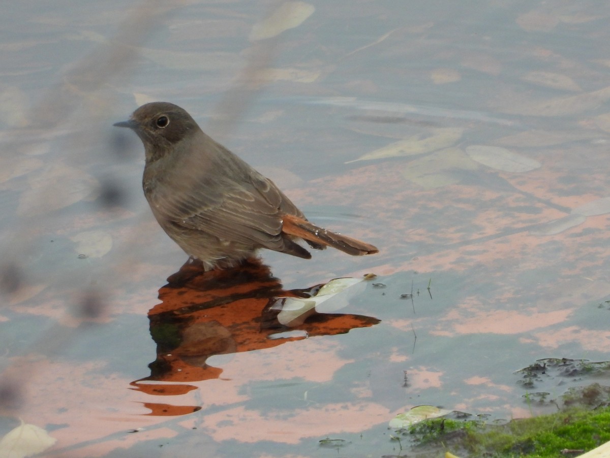 Горихвістка чорна - ML646687858