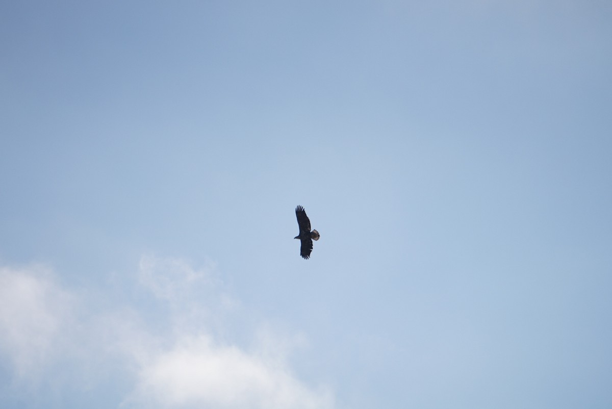 Орлан білоголовий - ML646687859