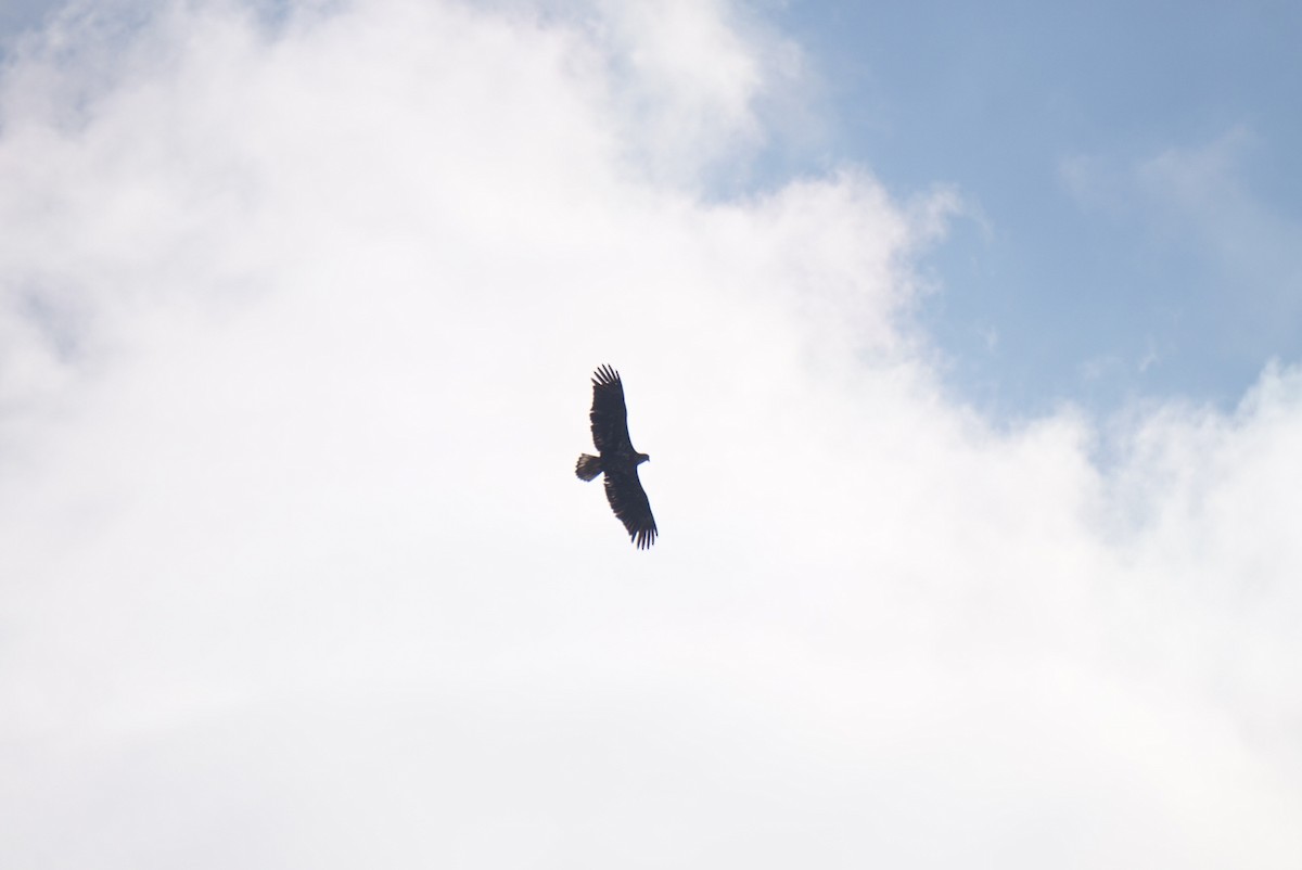 Орлан білоголовий - ML646687860