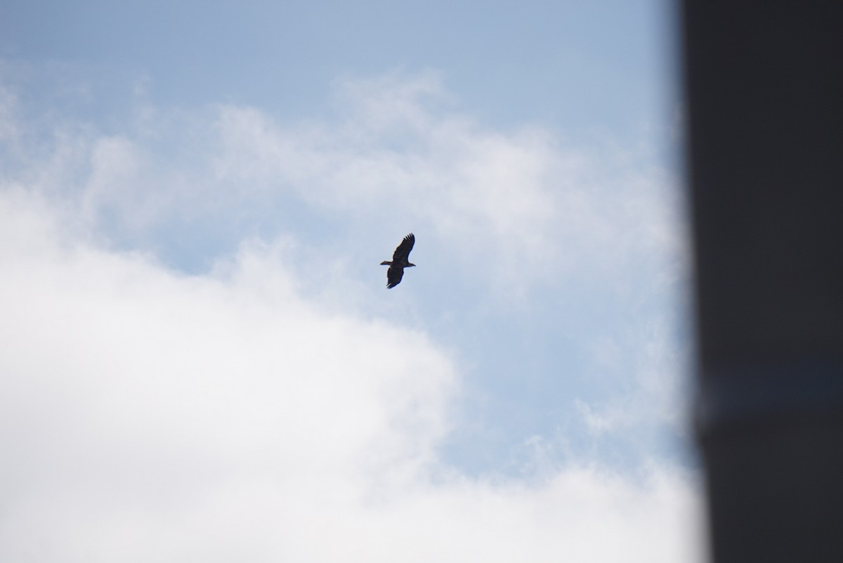 Орлан білоголовий - ML646687861