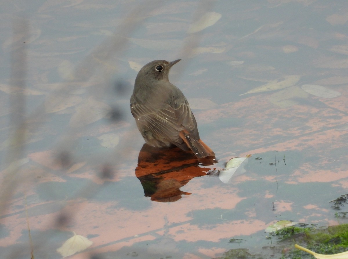 Горихвістка чорна - ML646687862