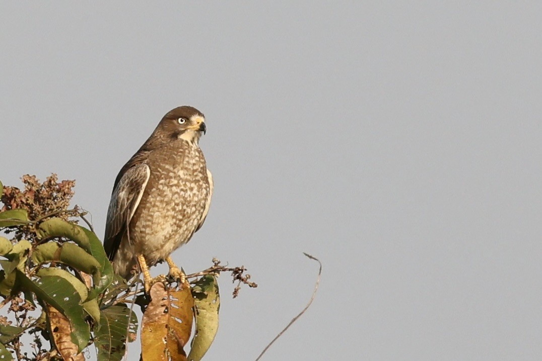 Канюк білоокий - ML646687863