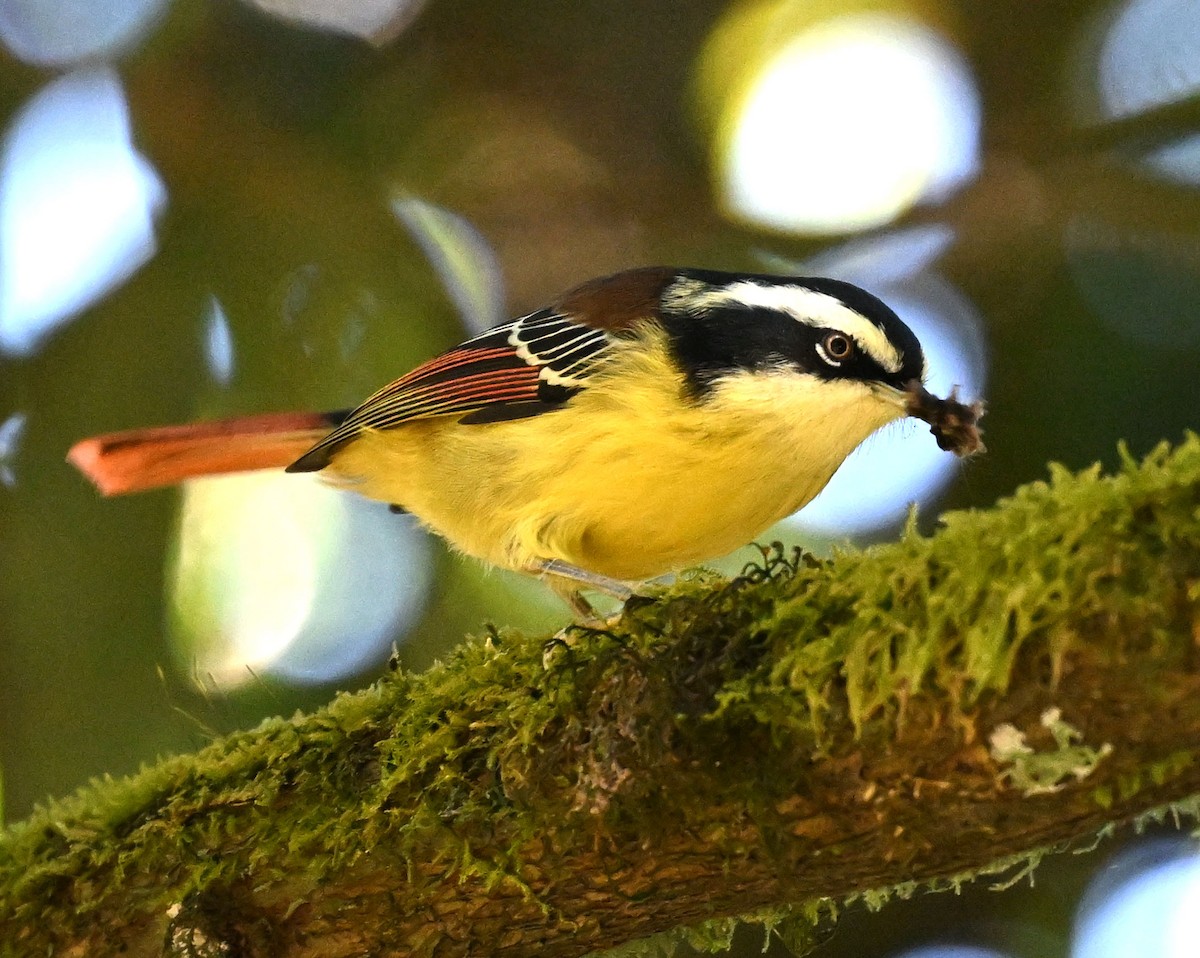 Мінла рудохвоста - ML646687864