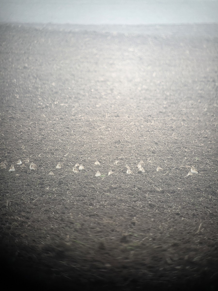 Пісочник гірський - ML646687865