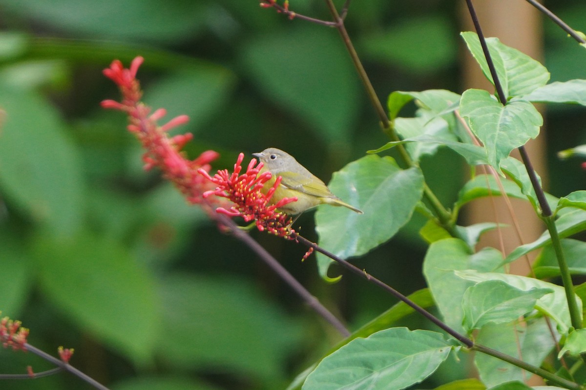 ズアカアメリカムシクイ - ML646687868