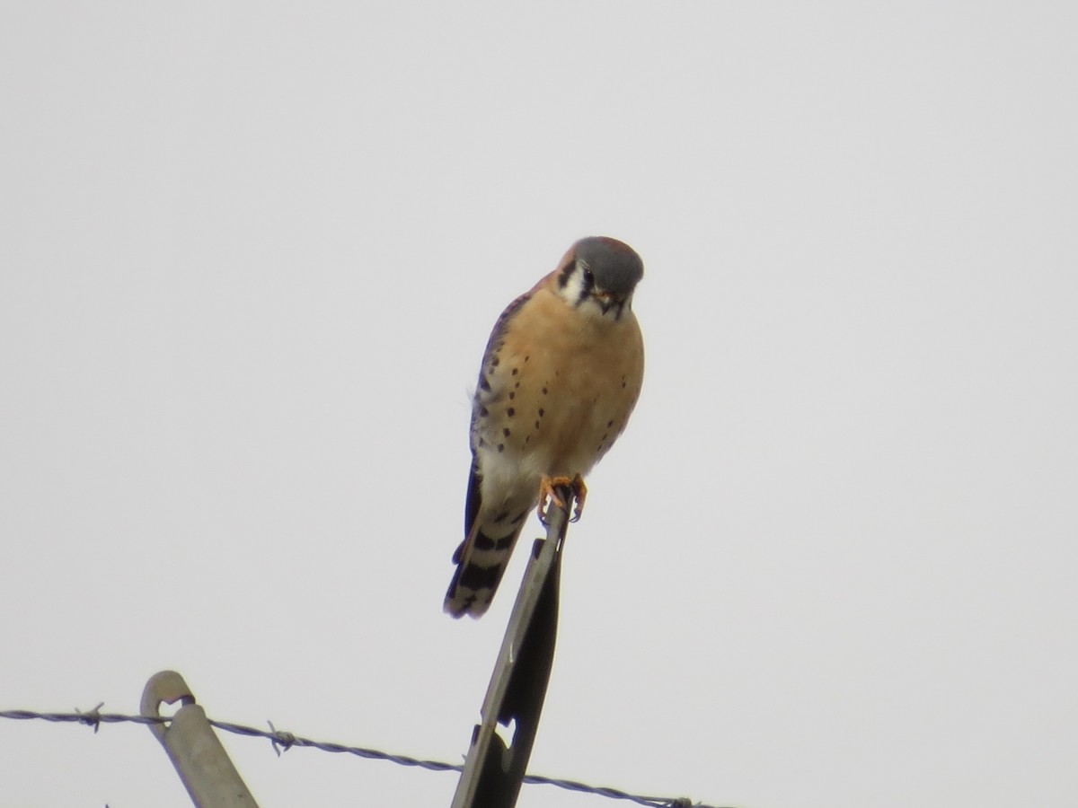 Боривітер американський - ML646687869